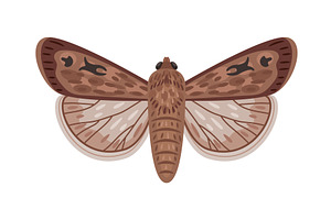 Cartoon Exotic Moth