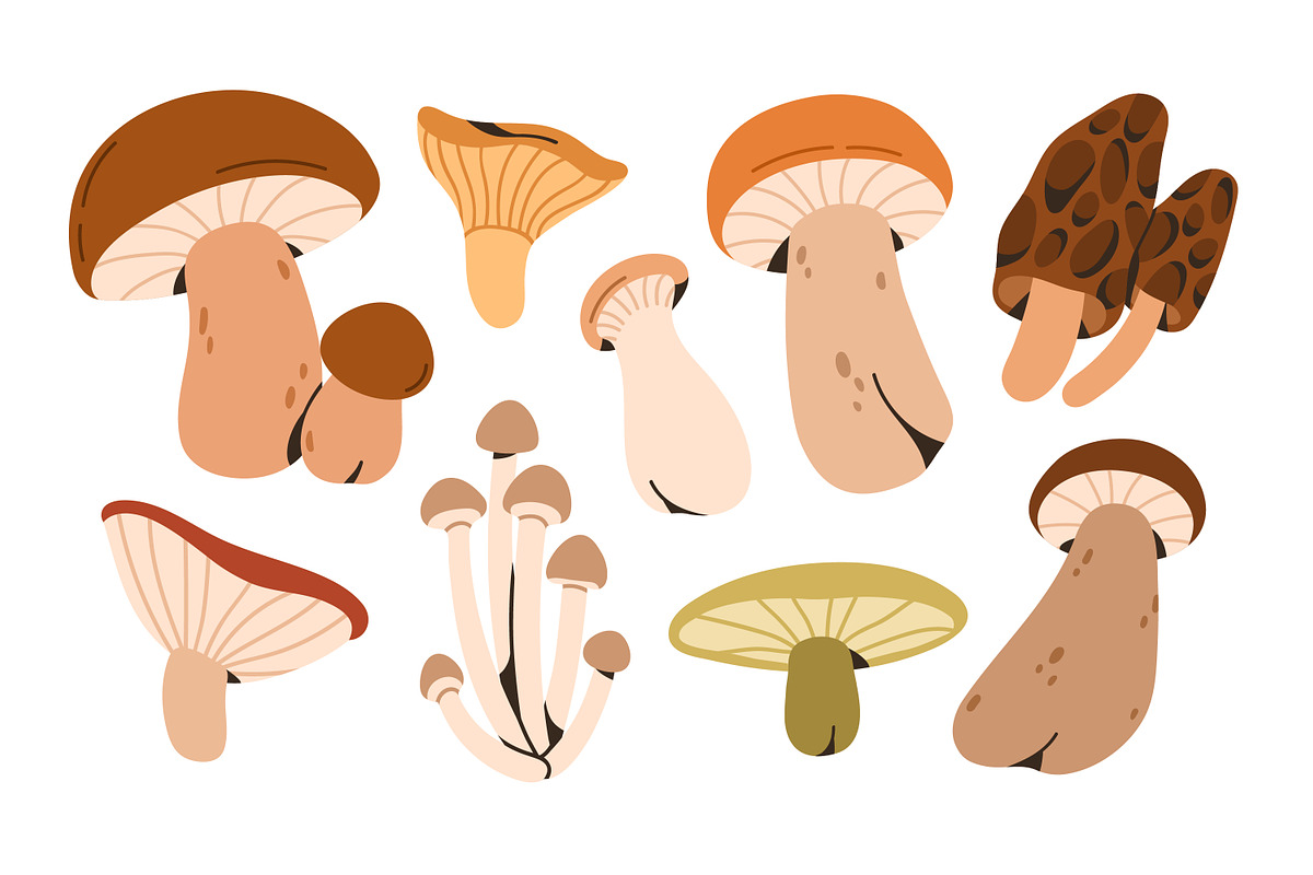 Autumn mushrooms, forest fungi set, a Food Illustration by Good Studio (Photo 4 of 6)