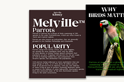 Melville Text - Roman Serif Family, a Serif Font by LuhopCreative (Thumbnail 7 of 14)
