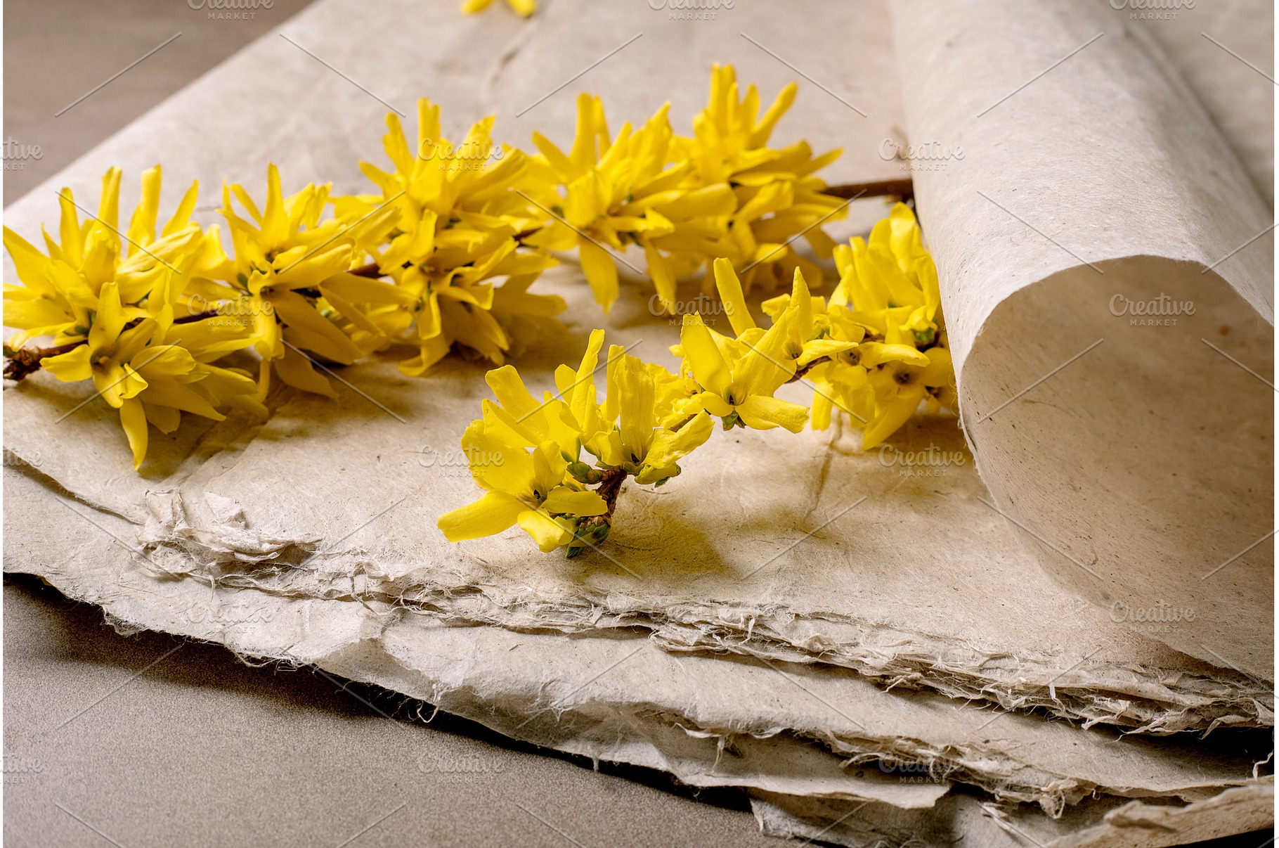 Yellow Forsythia Flowers On Vintage, a Nature Photo by Natasha Breen