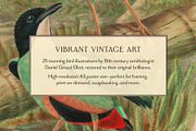 25 Vintage Bird Prints, an Animal Illustration by The Object Atlas (Thumbnail 4 of 9)