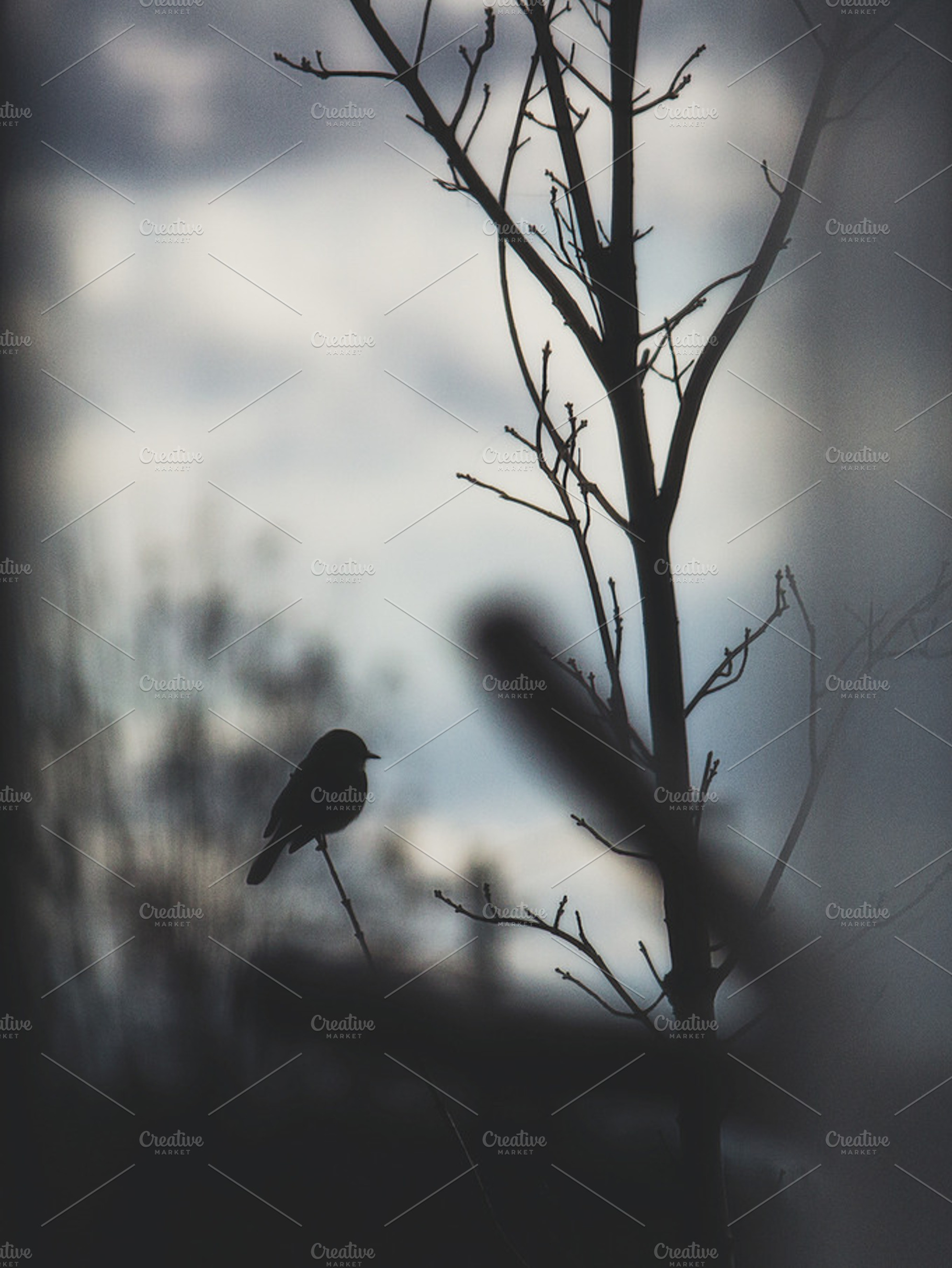 Eastern Phoebe Silhouette