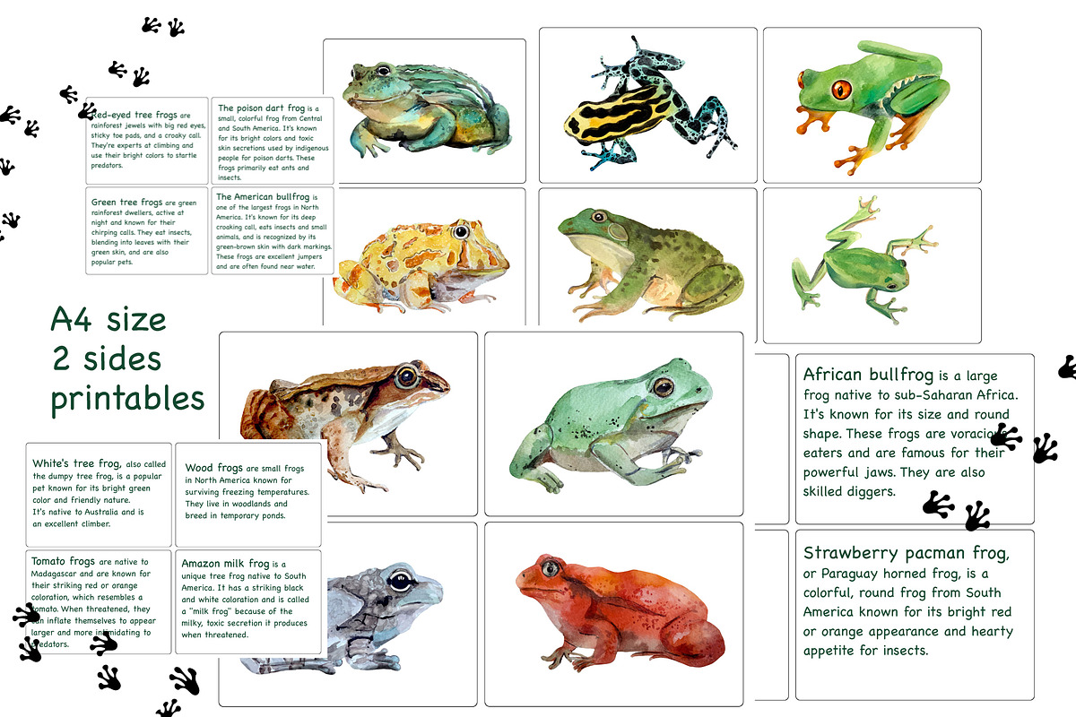 Frogs Watercolour Set, an Education Illustration by Tati Bordiu (Photo 3 of 5)