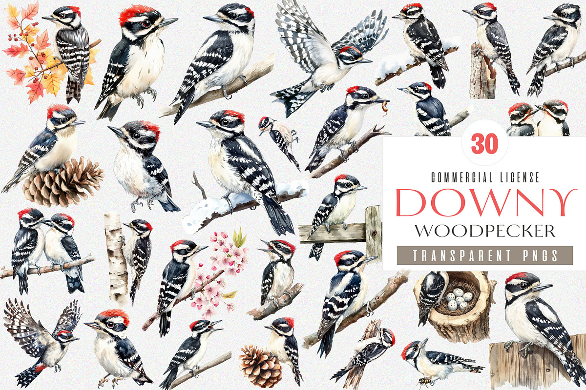 Downy Woodpecker Clipart, Woodpecker, an Illustration by SinaCreation (Photo 1 of 4)