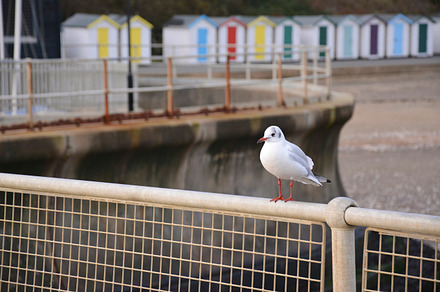 Seagull chilling on railing stock picture