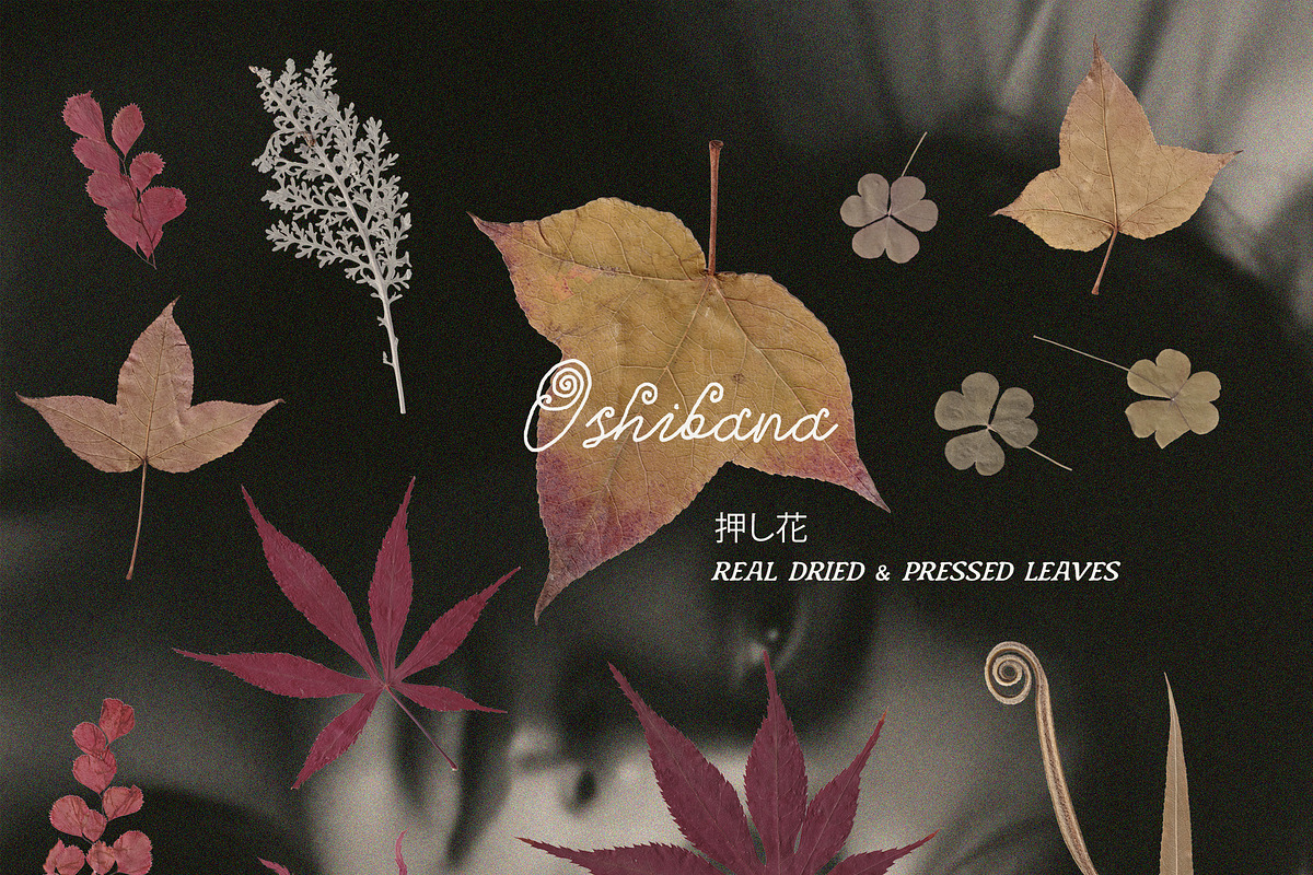 Oshibana Dried & Pressed Fall Leaves, an Object Graphic by Lana Elanor (Photo 9 of 17)
