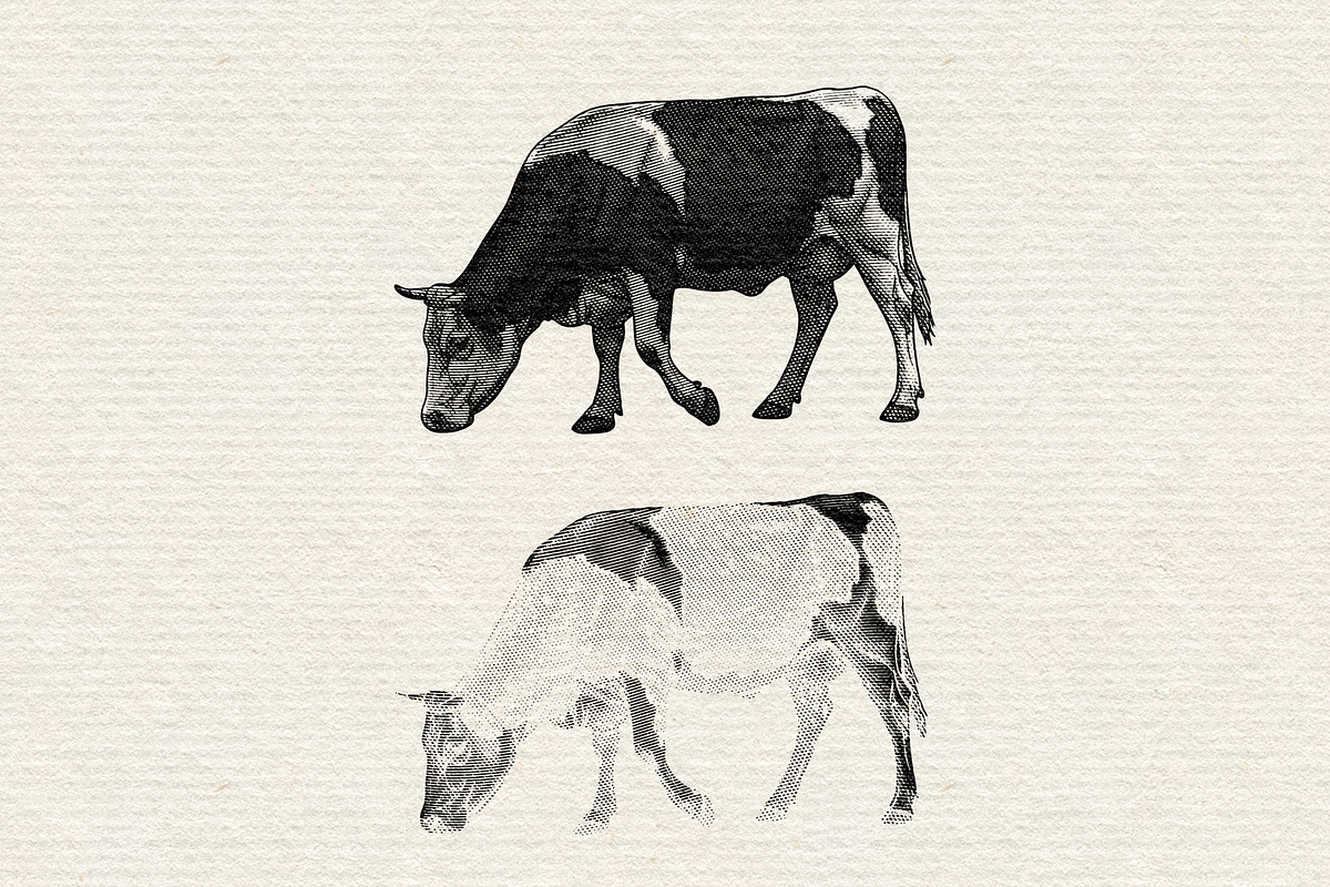 Heraldry Cow Engraving Illustration, an Animal Illustration by Kaizla03 (Photo 4 of 4)