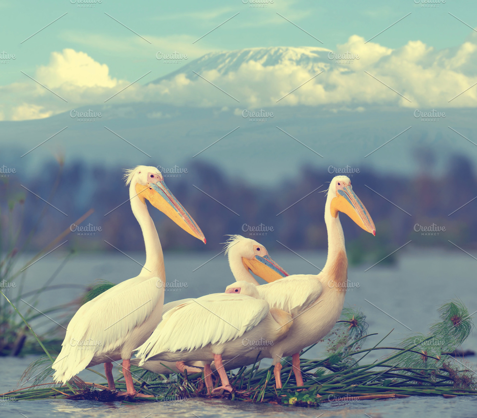 Pelican containing pelican, bird, and nature, an Animal Photo by Byrdyak