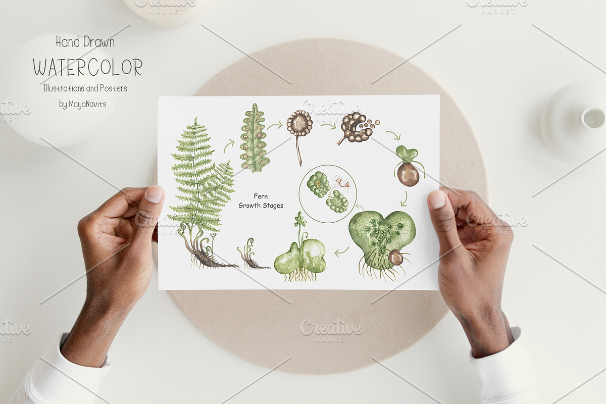 Watercolor Life Cycle Collection, an Education Illustration by MayaNavits (Photo 7 of 15)