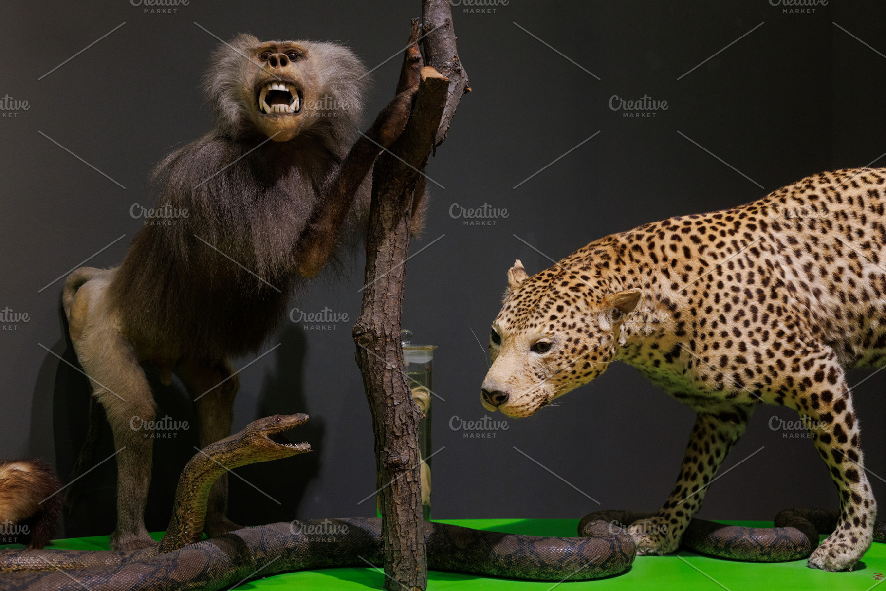 Stuffed python, leopard and baboon monkey primate in natural his, an Animal Photo by Bepslabor