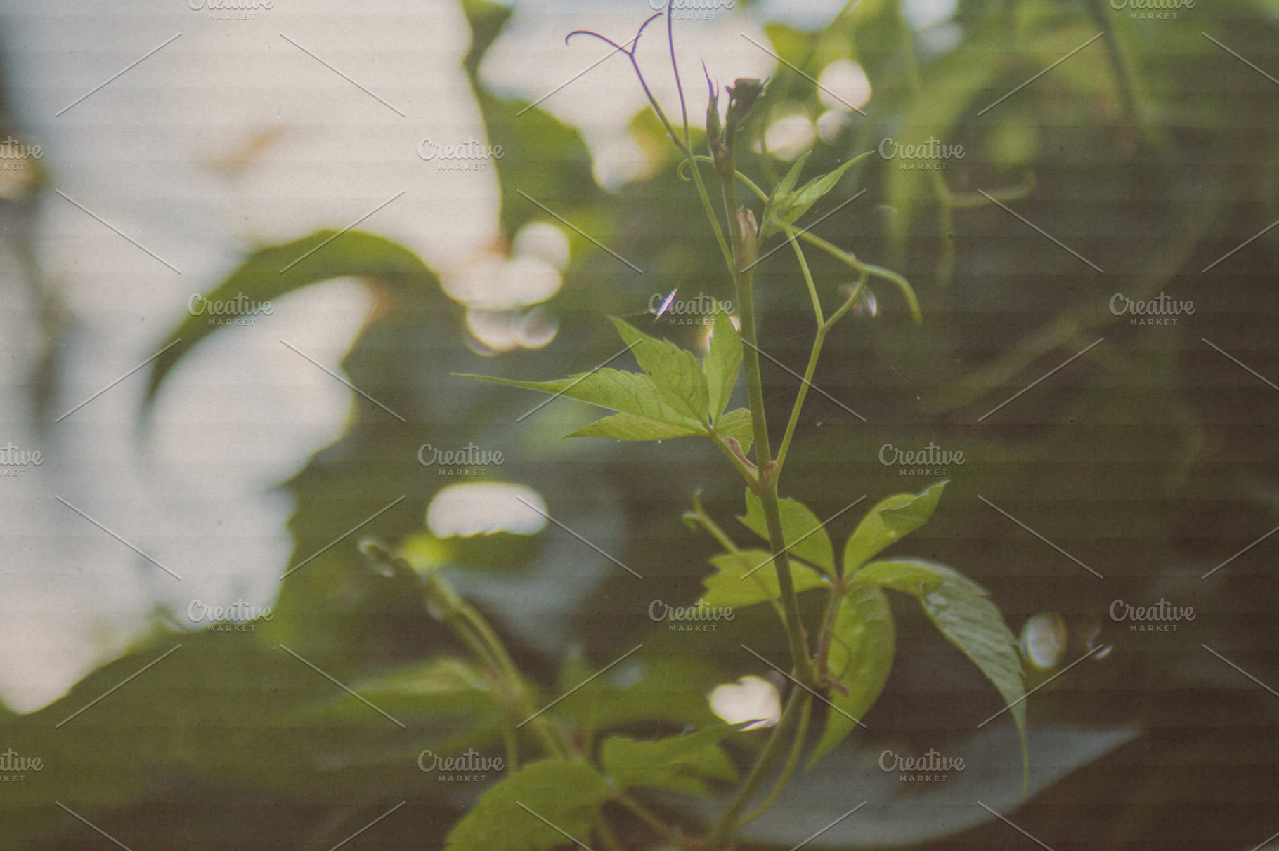 Plant in the garden featuring creeper, garden, and vine