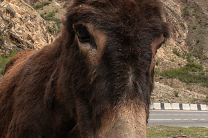 Donkey looking at the camera, an Animal Photo by Schreibikus