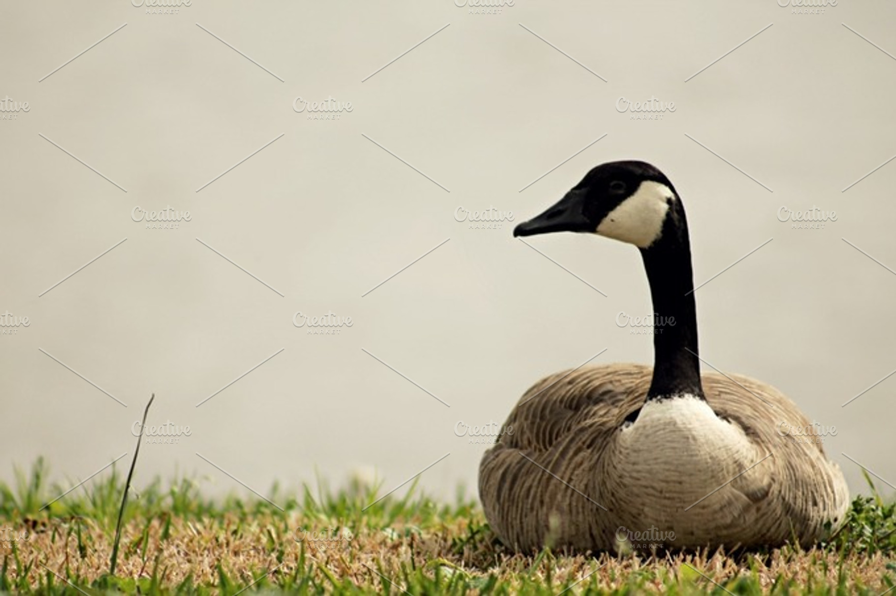 Birds of a feather containing geese, goose, and bird
