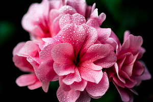 Pink flower featuring background, beautiful, and beauty