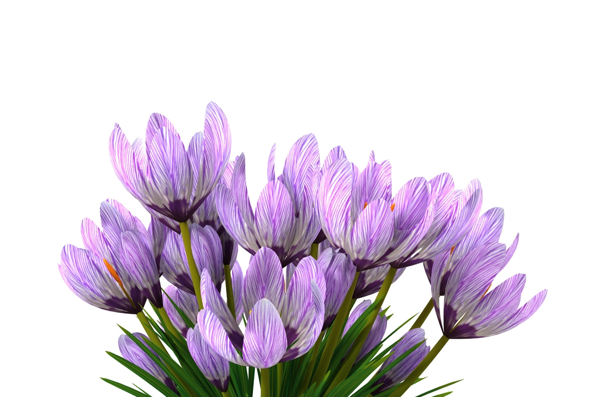 Crocus violet, an Environmental 3D Model by AndrewWhite (Photo 4 of 9)