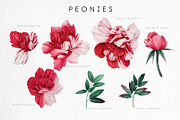 DISCOUNT PEONIES & ROSES (Clipart), a Decorative Illustration by ollalya (Thumbnail 3 of 8)