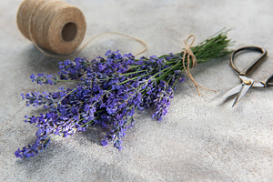 Fresh lavender bunch with scissors and twine preparing, a Nature Photo by Olena Rudo