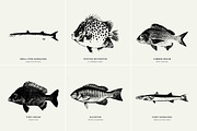 Fish Illustrations, an Object Graphic by Nomad Visuals (Thumbnail 9 of 11)