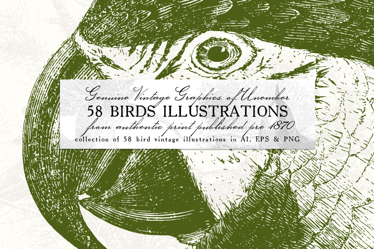 58 Birds Illustrations, an Illustration by Unember (Photo 1 of 4)