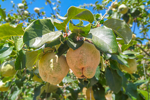 Pears on tree, a Nature Photo by DanFLCreativo