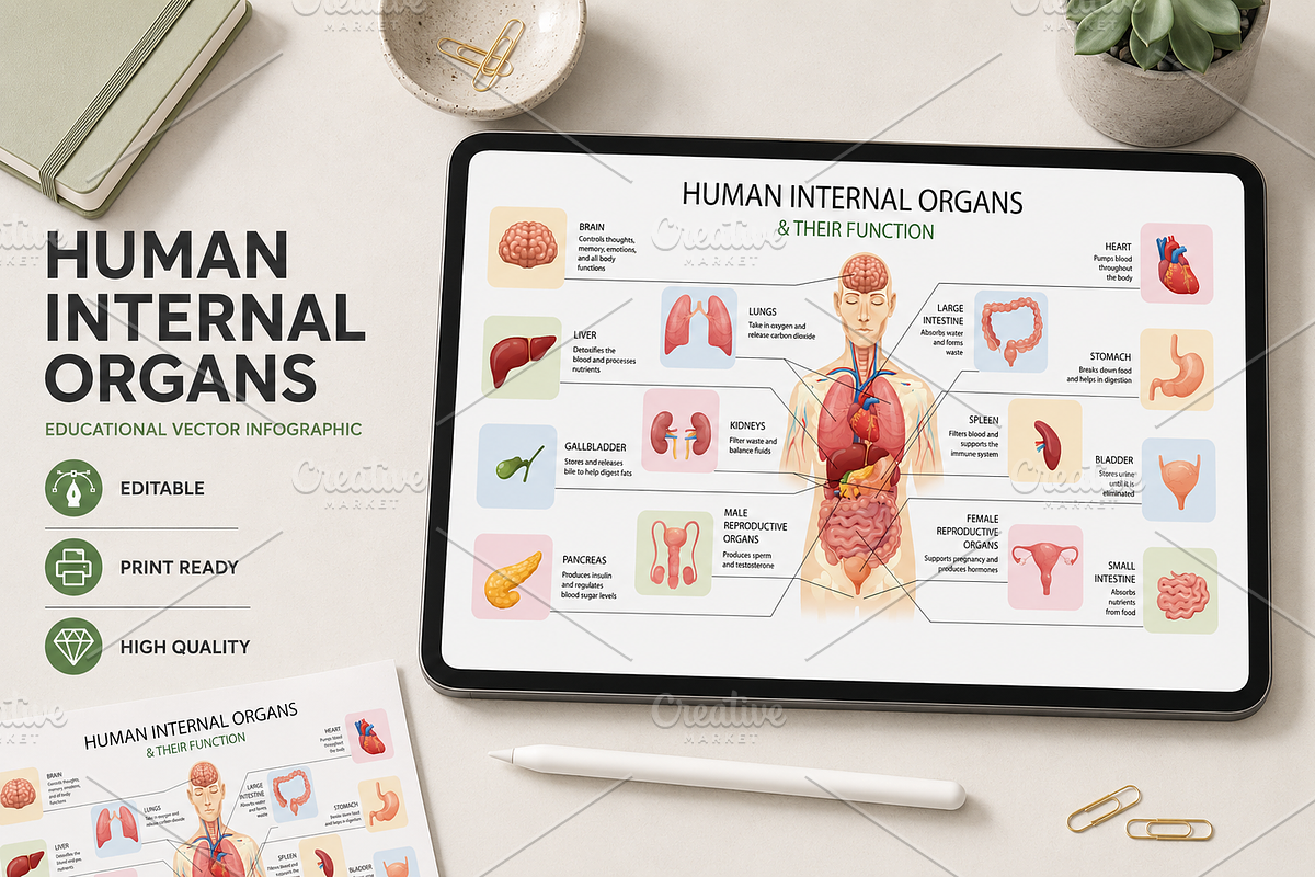 Human Internal Organs, a Healthcare Illustration by alexdndz (Photo 1 of 3)