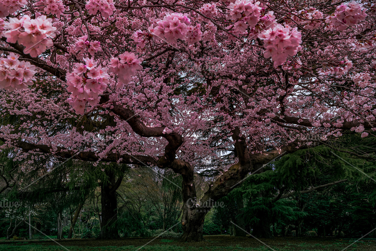 Japanese Cherry Blossom Photo Bundle, a Nature Photo by Silent Nature (Photo 2 of 10)