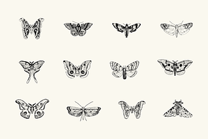 Hand Drawn Moth Illustrations