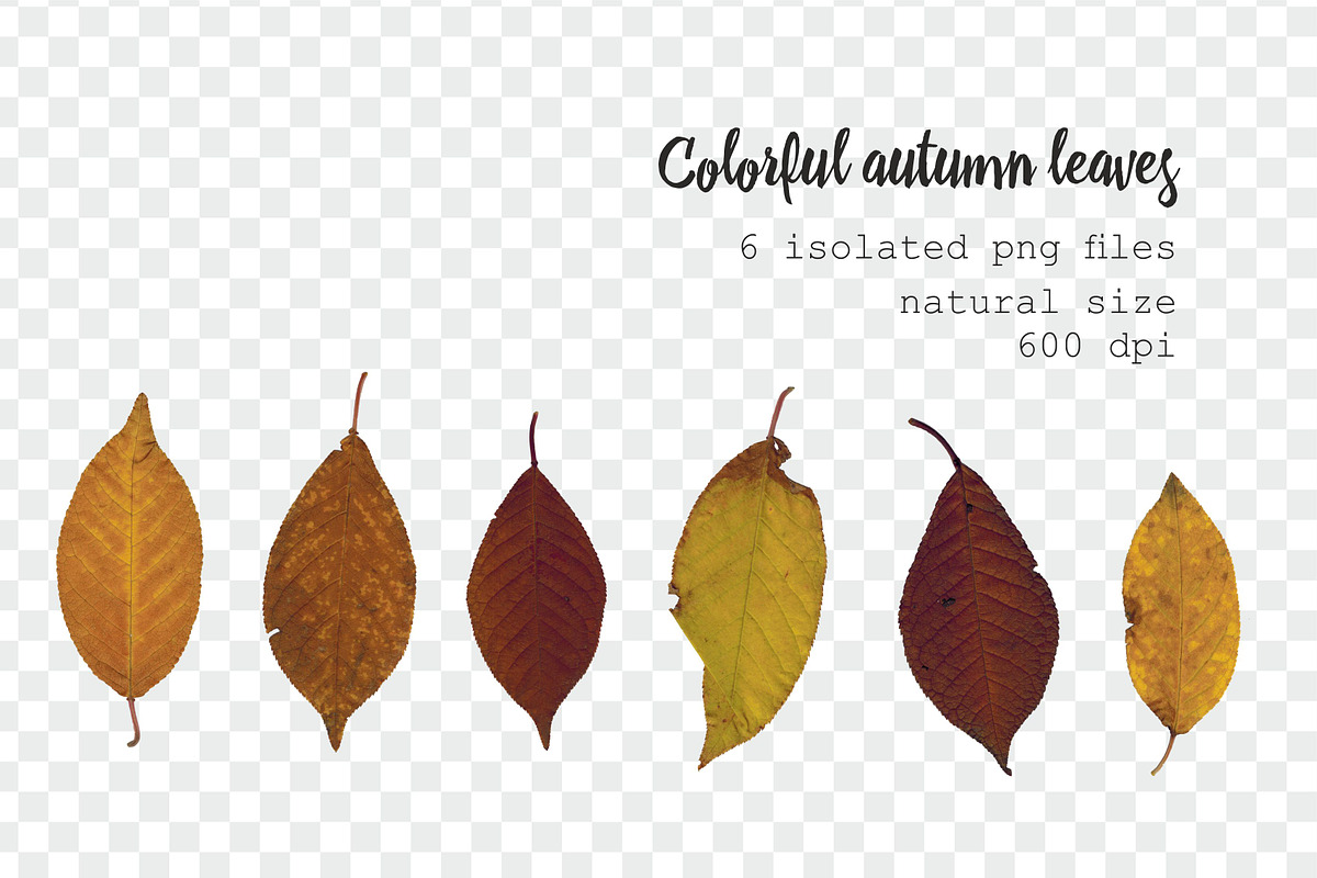 35 isolated autumn leaves png set, an Object Graphic by Lososenok (Photo 5 of 5)