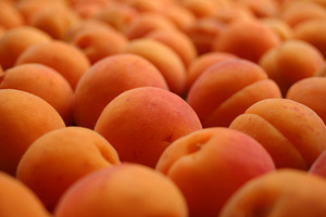 Apricot, a Photo by saiko3p