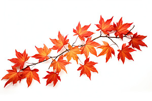 Branch with autumn leaves on white background, a Nature Photo by AlyaAnd