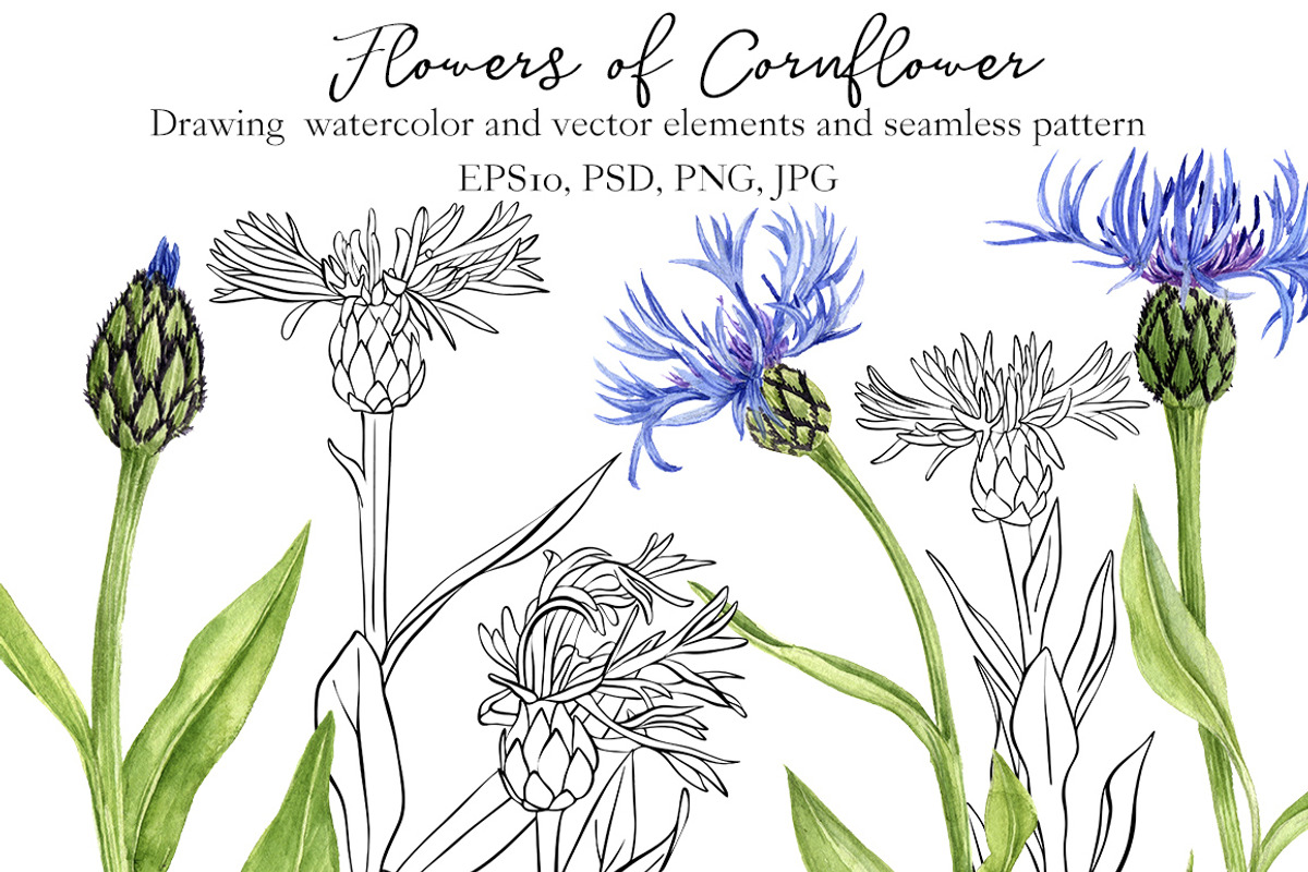 Flowers of Cornflower, a Decorative Illustration by cat_arch_angel (Photo 1 of 7)