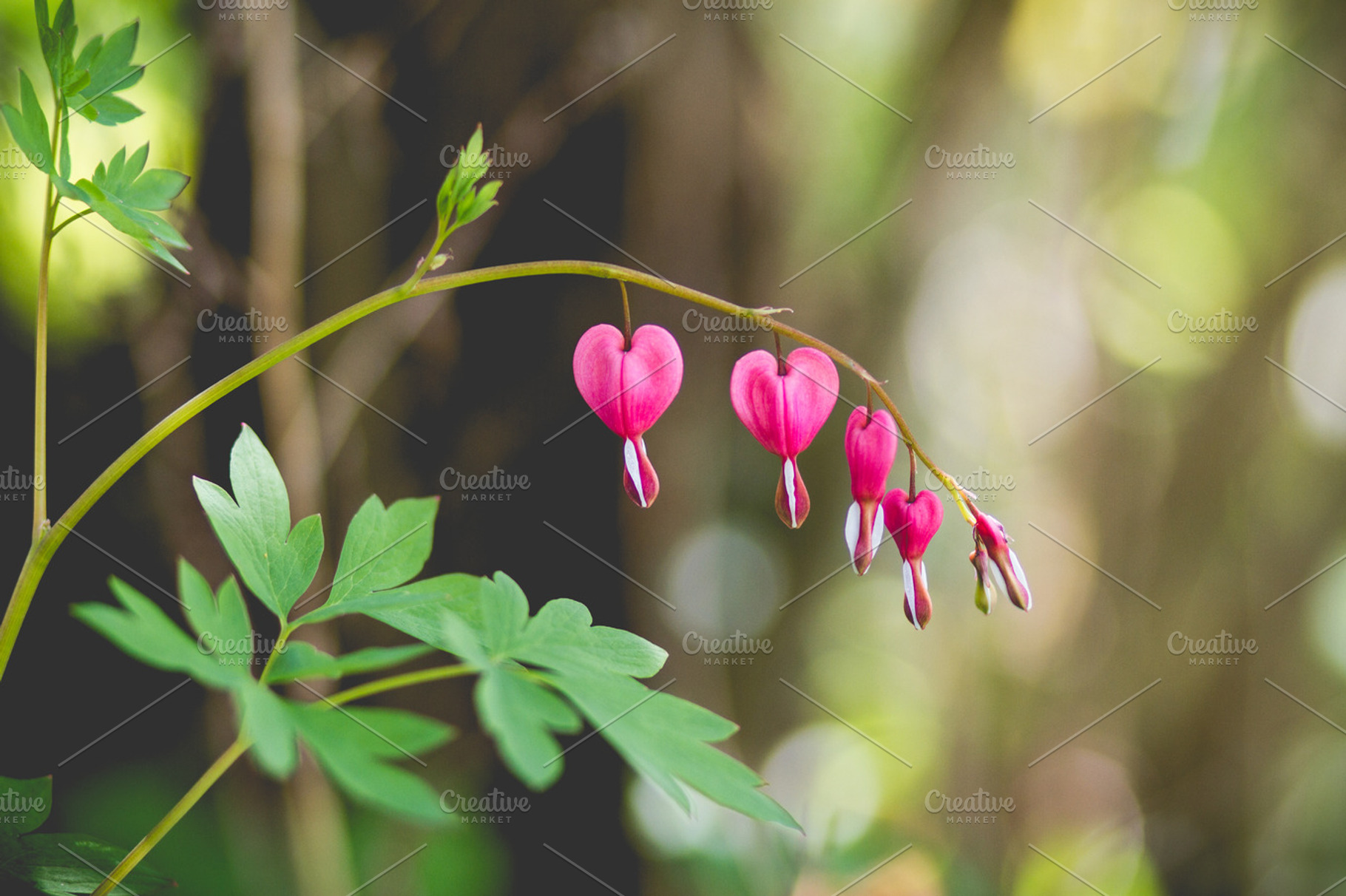 Bleeding hearts 2 stock picture, a Nature Photo by GB Photographie