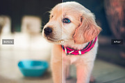 My Dog Lightroom Presets, an Action Add-On by Creativetacos (Thumbnail 2 of 6)