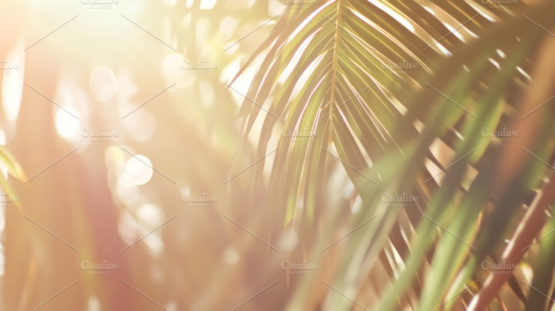Blurred sunlight filtering through t, a Photo by Dvoevnore photos