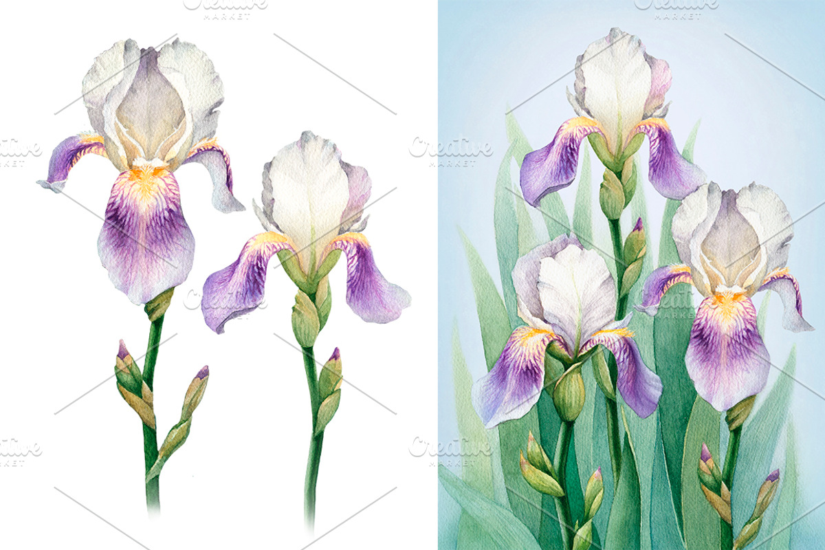 Watercolor iris flowers kit, a Texture Illustration by Sundra (Photo 1 of 9)