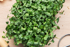 Microgreens growing kit with gardening tools and seeds on table, a Food & Drink Photo by Olena Rudo