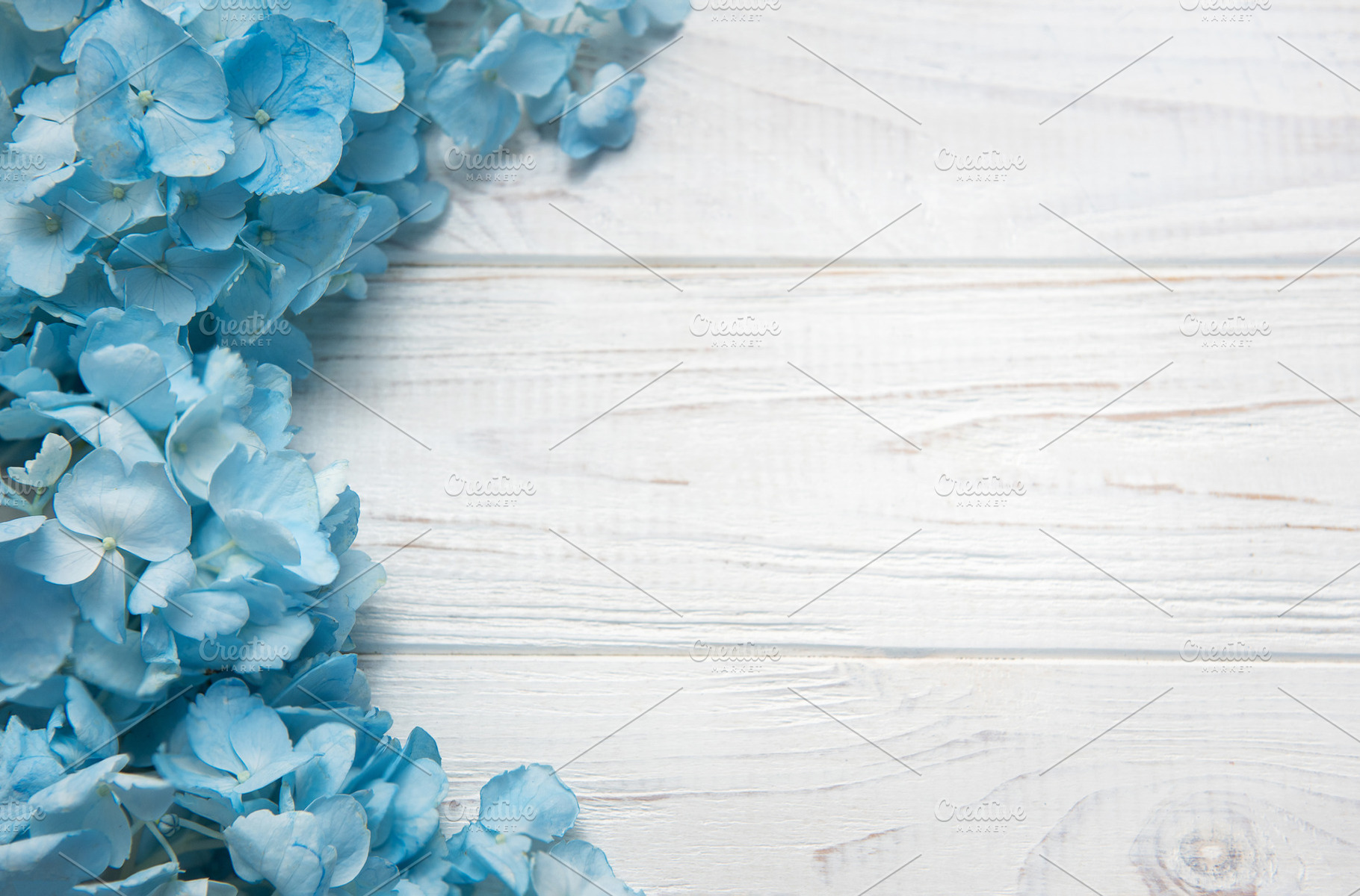 Blue hydrangea flowers blooming on white wood background, a Holiday Photo by Olena Rudo
