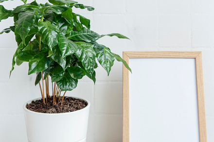 Sprouts of coffee plant tree in a pot, a Nature Photo by Olena Rudo