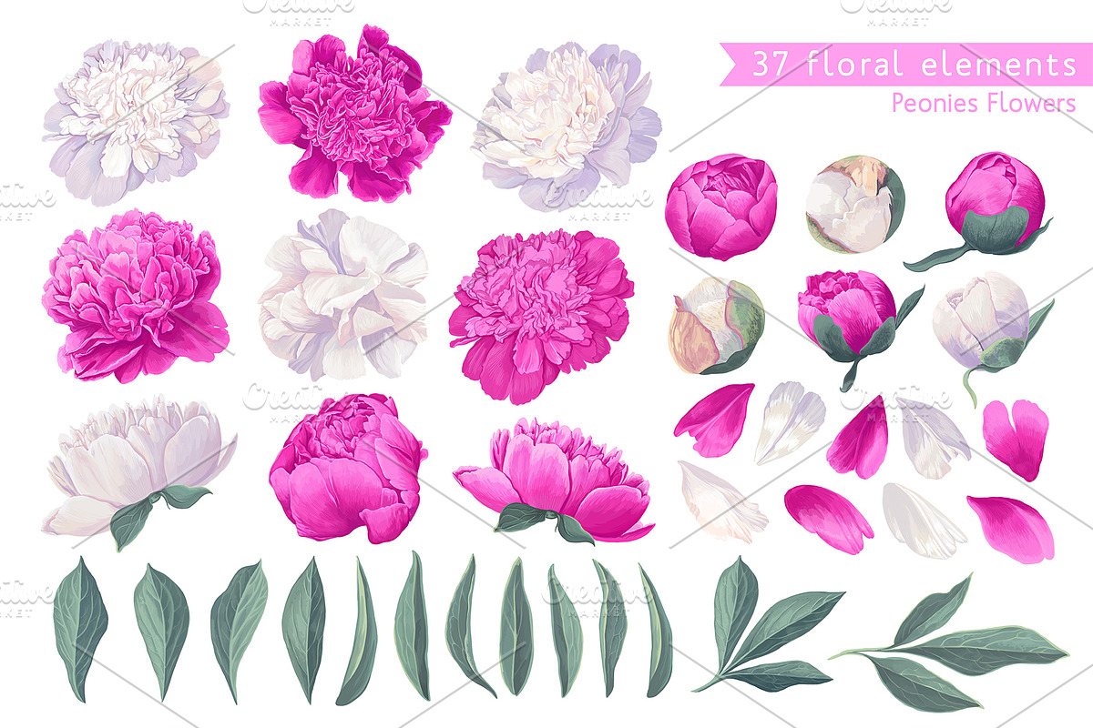 White & Pink Realistic Peonies Set, an Illustration by MarynaPetrovska (Photo 1 of 23)