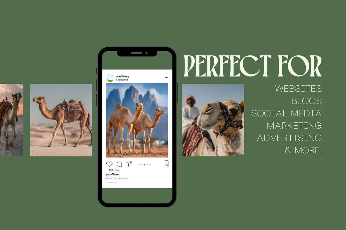 80 Desert Camel Stock Photos, an Animal Photo by Incomelion (Photo 2 of 15)