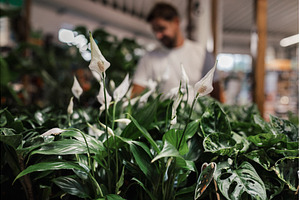 Close-up of spathiphyllum flowers, a Nature Photo by HalfPoint