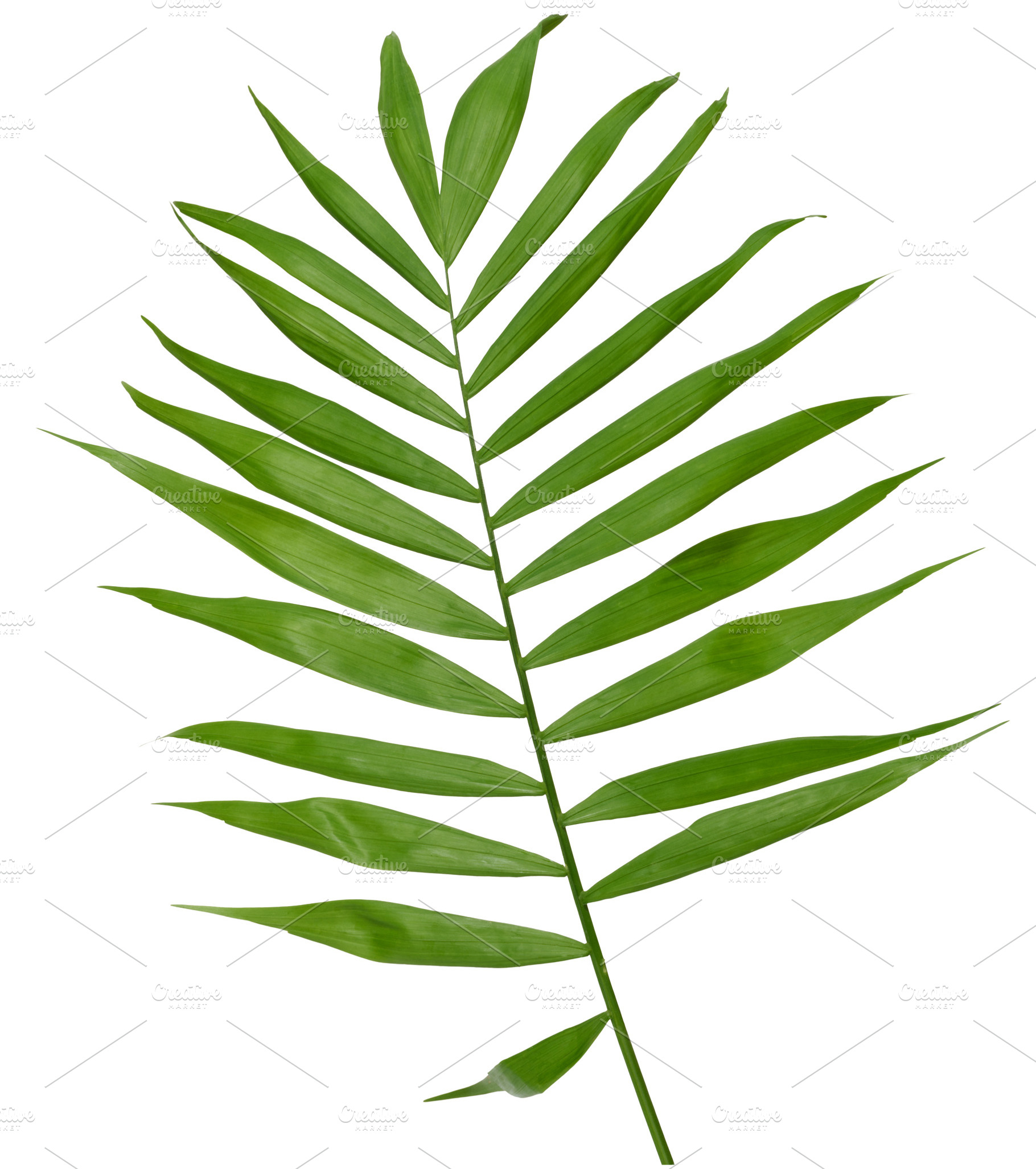 A single, vibrant green palm leaf with long, pointed leaflets at, a Nature Photo by ndanko