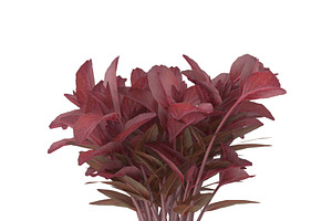 Red Amaranth Bunch