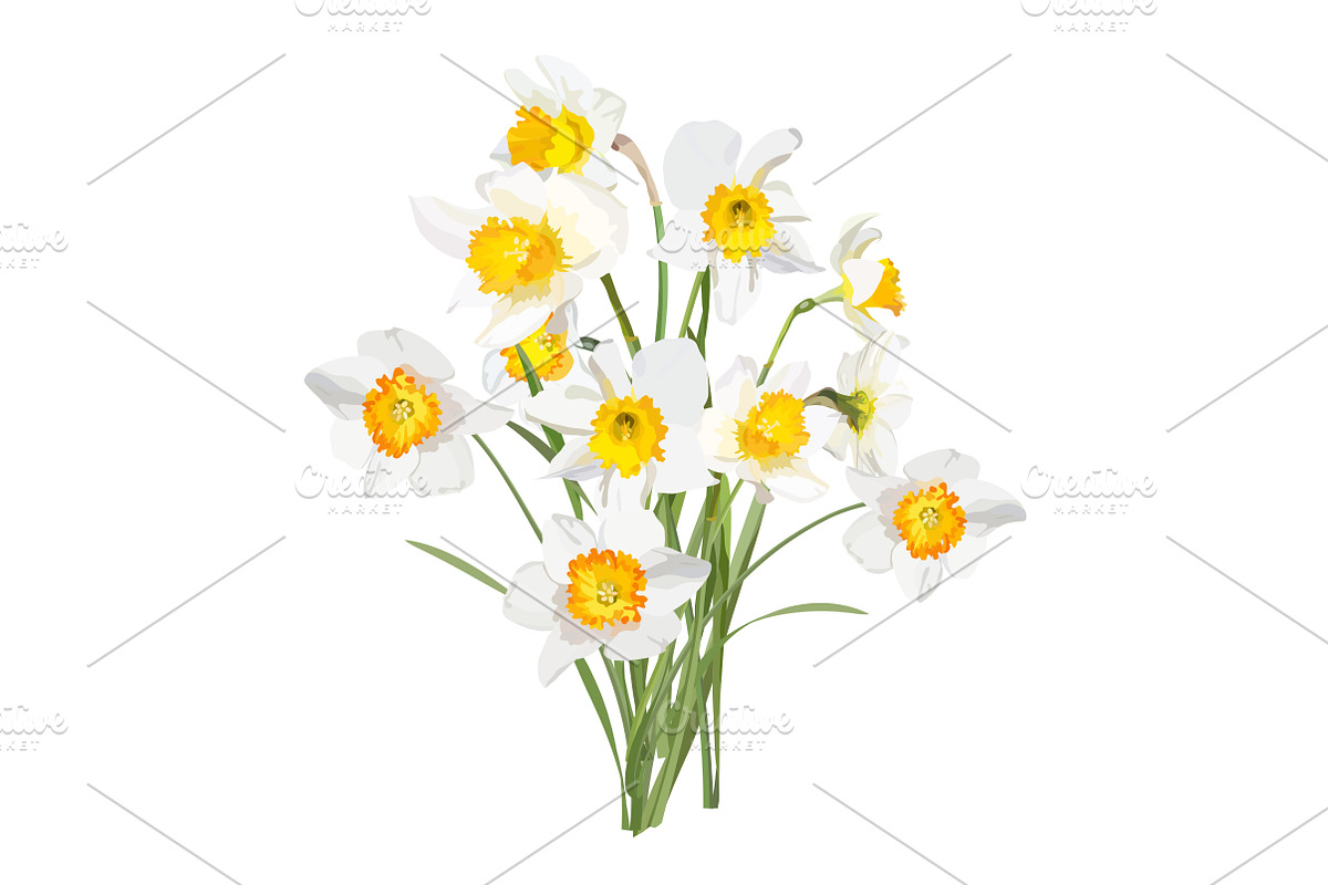 Vector object brushes. Daffodils preview 7