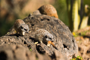 Baby meerkat on a log bathed in natu, an Animal Photo by Perpis