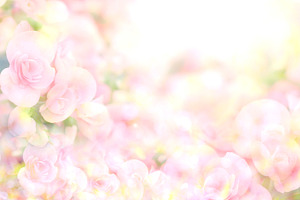 Soft sweet pink flower background containing background, flower, and love