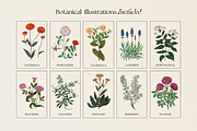 The Herbalist Template Bundle, a Social Media Template by The Flossy Finch (Thumbnail 12 of 13)