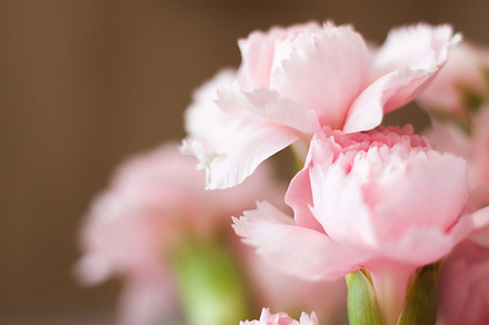Pink flower featuring carnation, pink, and flower