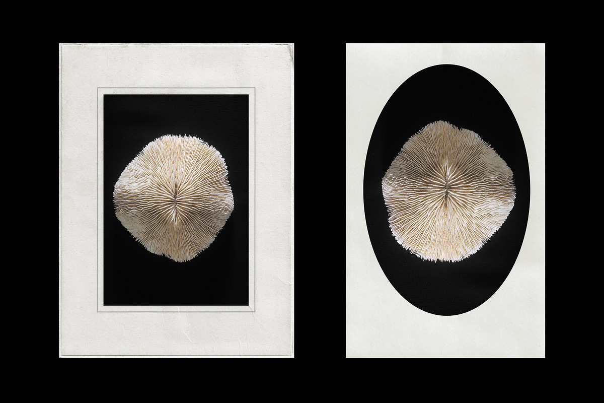 Vintage Scan Borders And Textures⸻1, a Texture Graphic by Studio Viita (Photo 5 of 8)