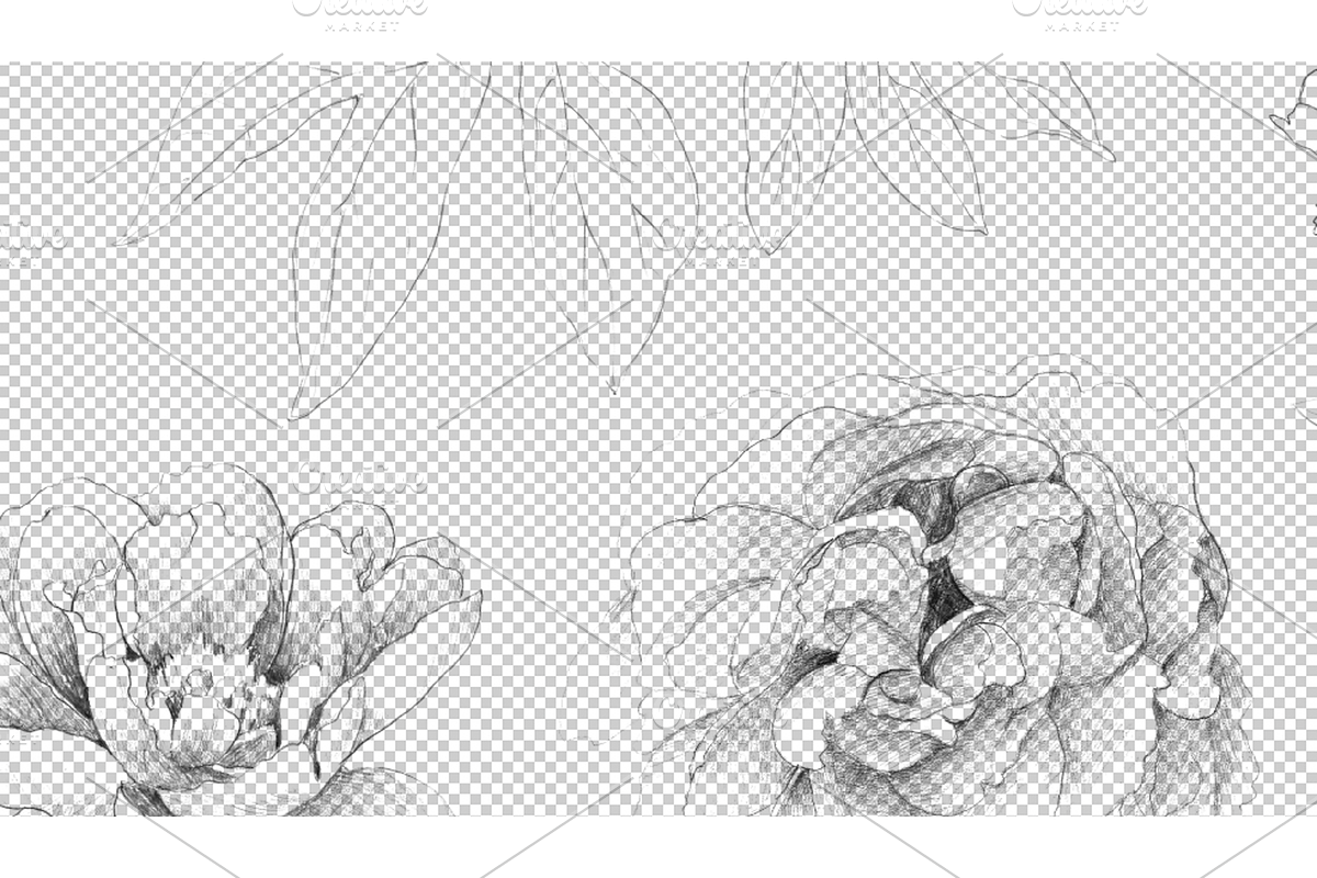 Hand Sketched Peonies, an Object Graphic by VictoriaKStudio (Photo 7 of 9)